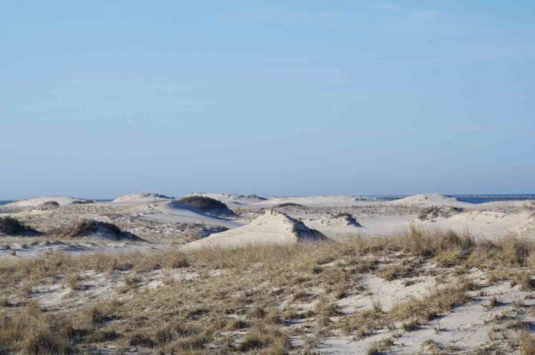Sand Dunes at the Ocean With Grass