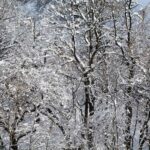 Snow Covered Trees