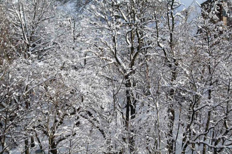 Snow Covered Trees