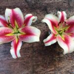 Stargazerlilyflowers