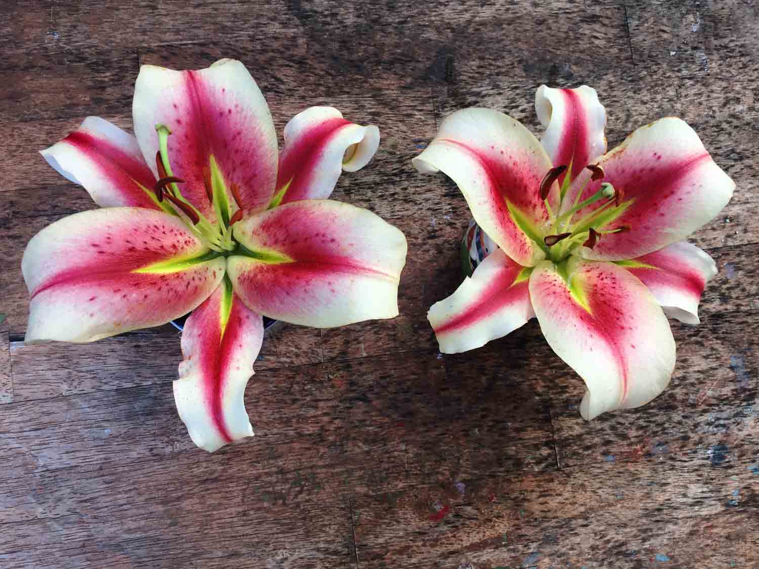 Stargazerlilyflowers