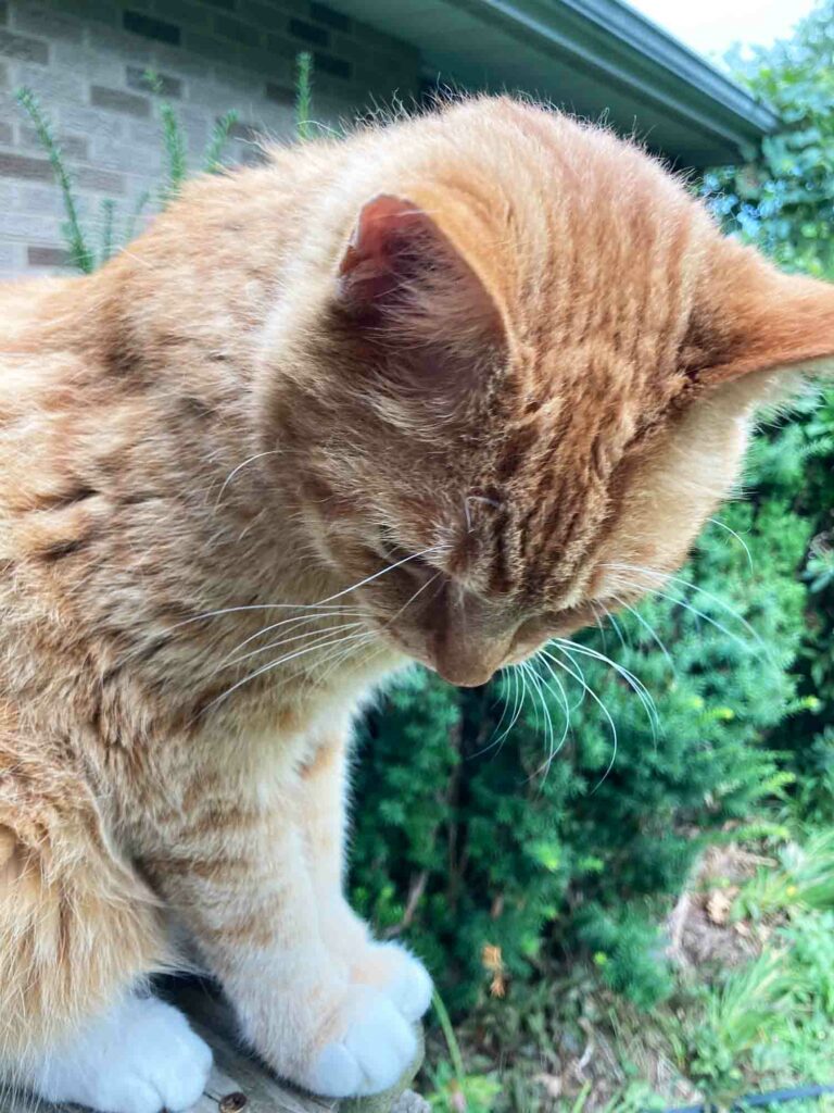 Taco The Orange Tabby Cat Sitting On the Front Porch Rail