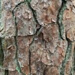 Treebark Texture01 Web