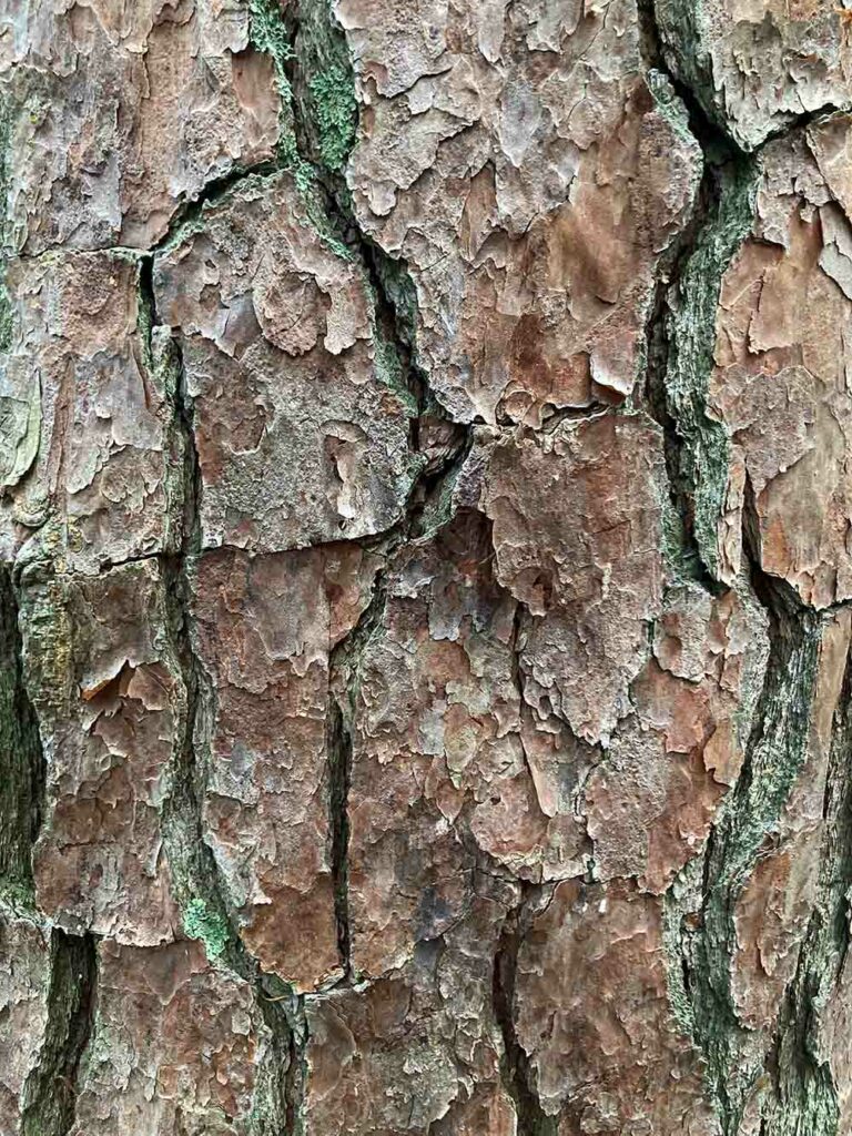 Pine Tree Bark Texture