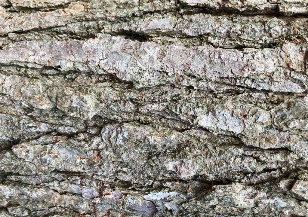 Treebark Texture02 Web