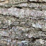 Treebark Texture02 Web