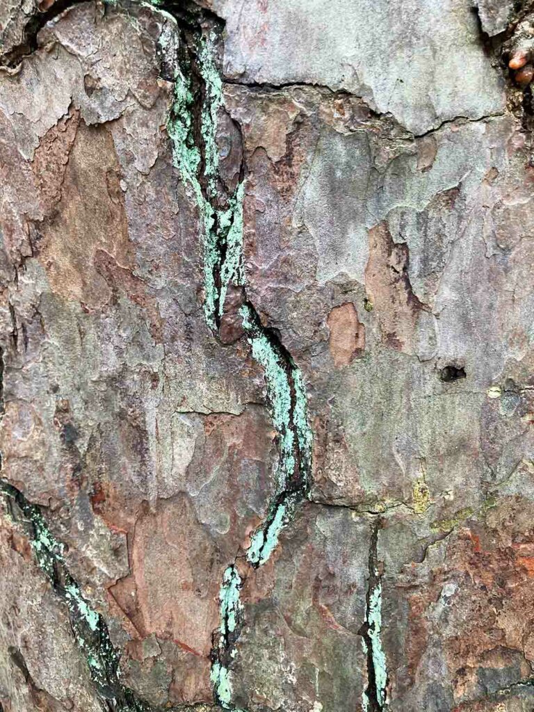 Tree Bark Wood Texture