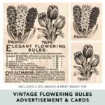 Vintage Flowering Bulbs Ephemera Preview