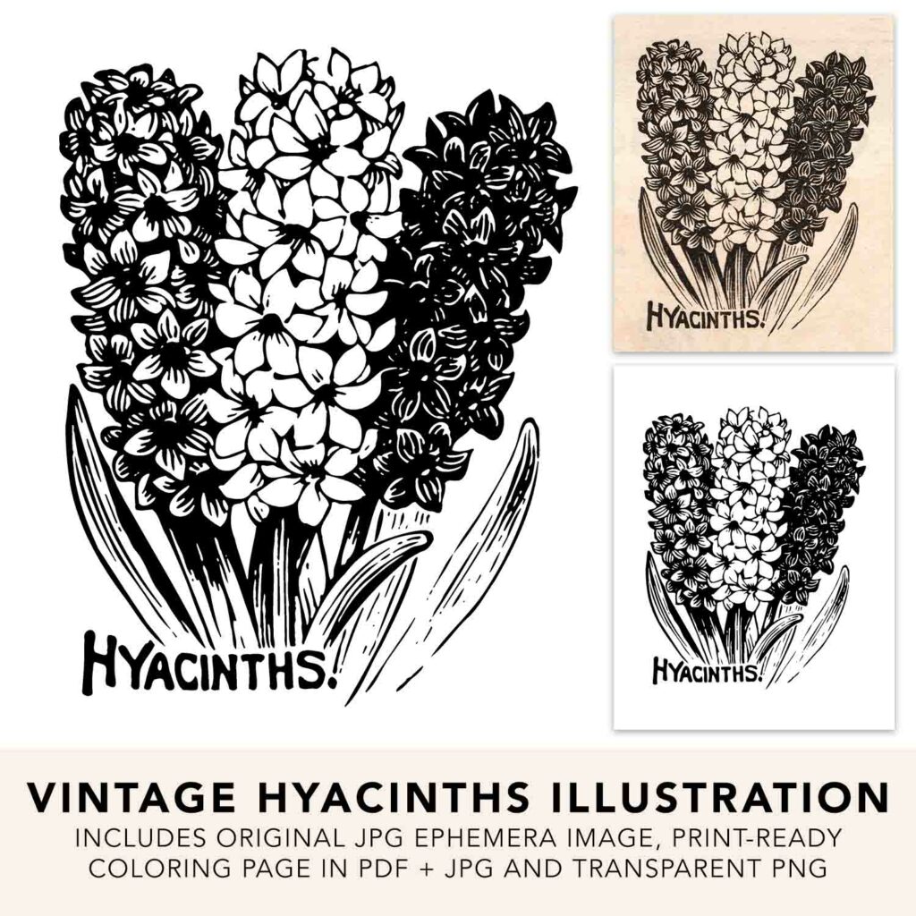 Vintage Hyacinths Preview