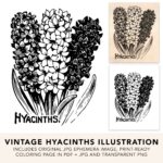 Vintage Hyacinths Preview