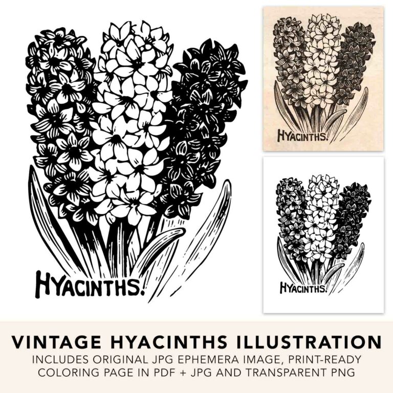 Vintage Hyacinth Image, Ephemera, SVG and Transparent PNG