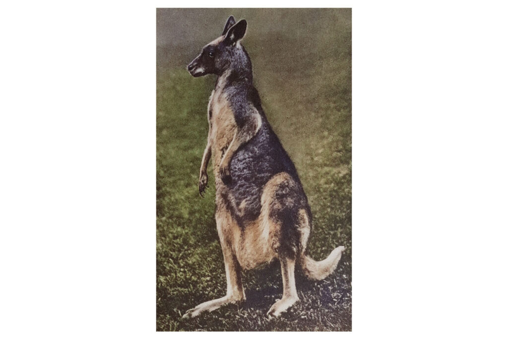 Vintage Kangaroo Image 2 Web