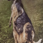Vintage Kangaroo Image 2 Web