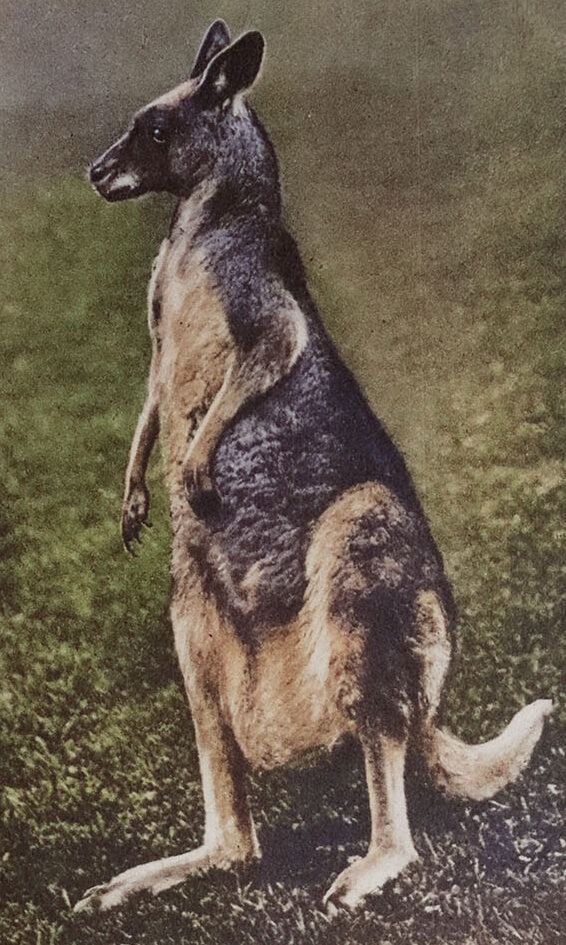 Vintage Kangaroo Image 2 Web