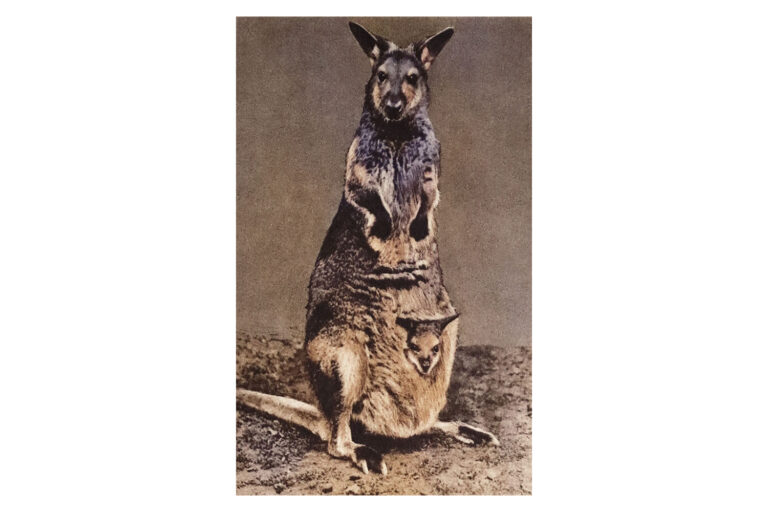 Mother Kangaroo and Baby in Pouch Vintage Photograph Ephemera