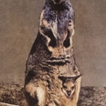 Vintage Kangaroo Image Web