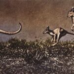 Vintage Kangaroos Hopping In Grass Web