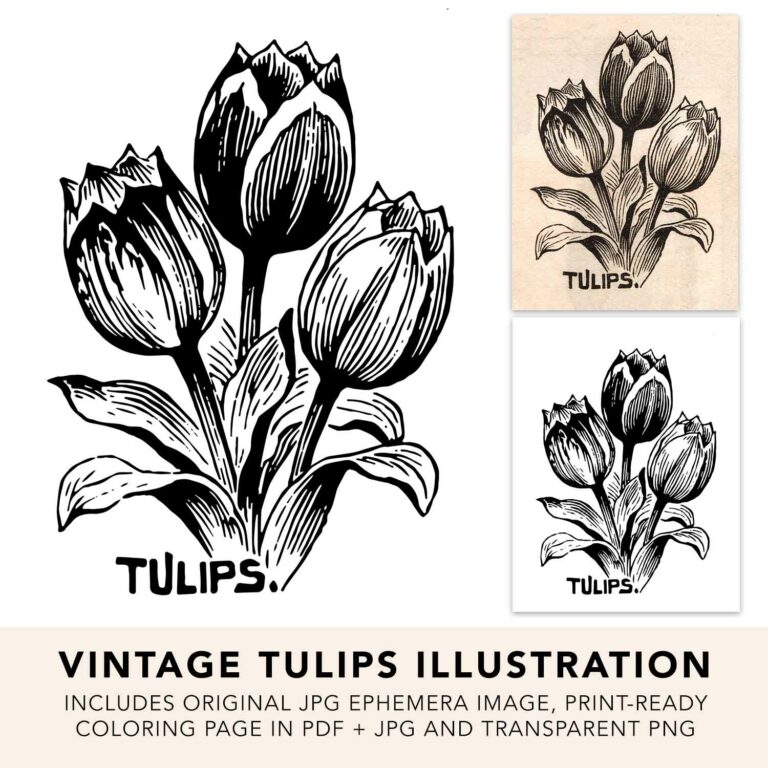 Vintage Tulip Image, Ephemera, SVG and Transparent PNG
