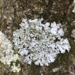 Whitelichentexture