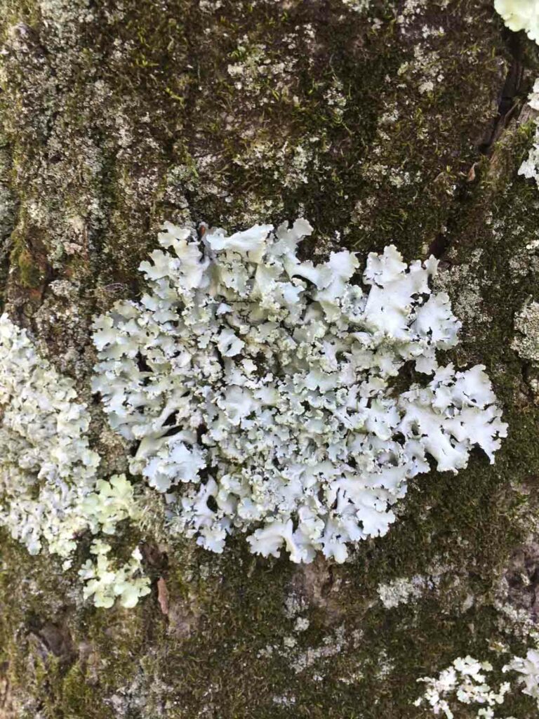 White Lichen on Tree Bark Texture Photo