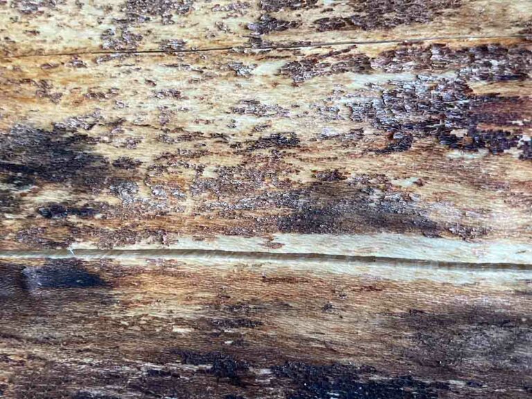 Firewood Texture