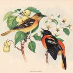 Baltimore Oriole Rex Brasher 1912 Webres