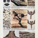 Life Story Of Mistletoe Vintage Illustration Bok W9