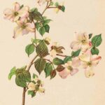 Vintage Watercolor Flowers2