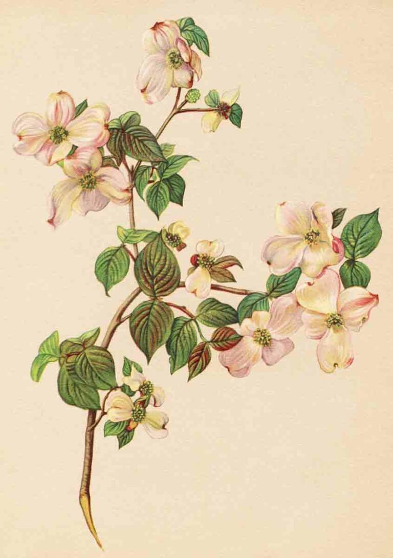 Vintage Watercolor Floral Bouquet Lithograph 02