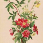 Vintage Watercolor Flowers3