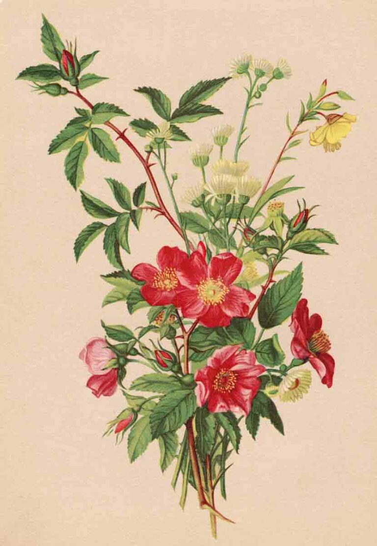 Vintage Watercolor Floral Bouquet Lithograph 03