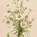 Vintage Watercolor Flowers4