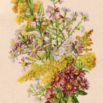 Vintage Watercolor Flowers6