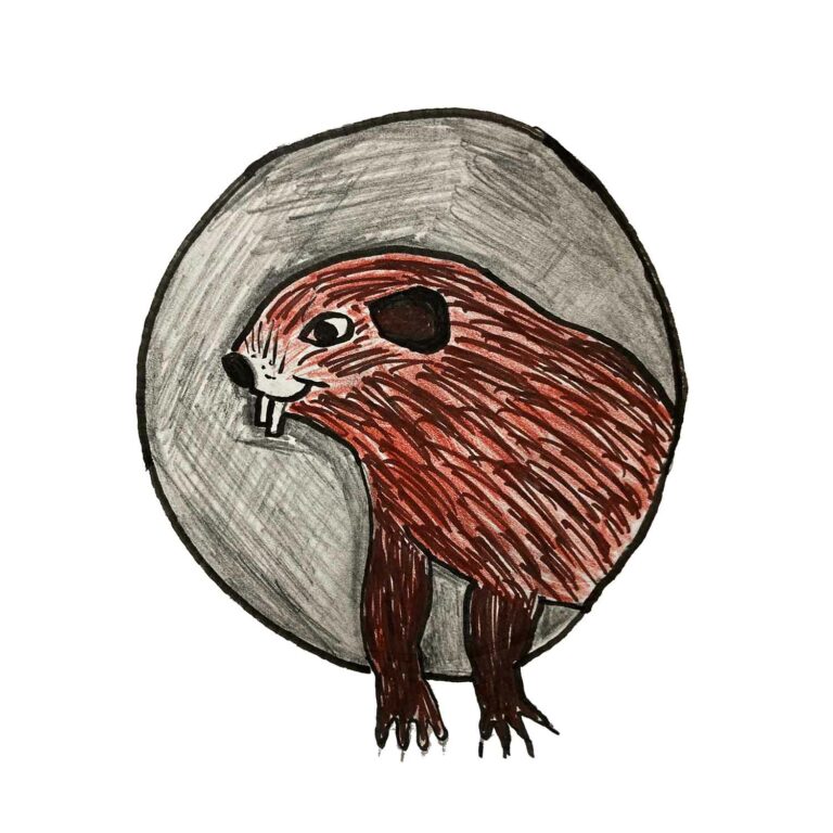 Hand Drawn Groundhog Illustration by Ray Stein