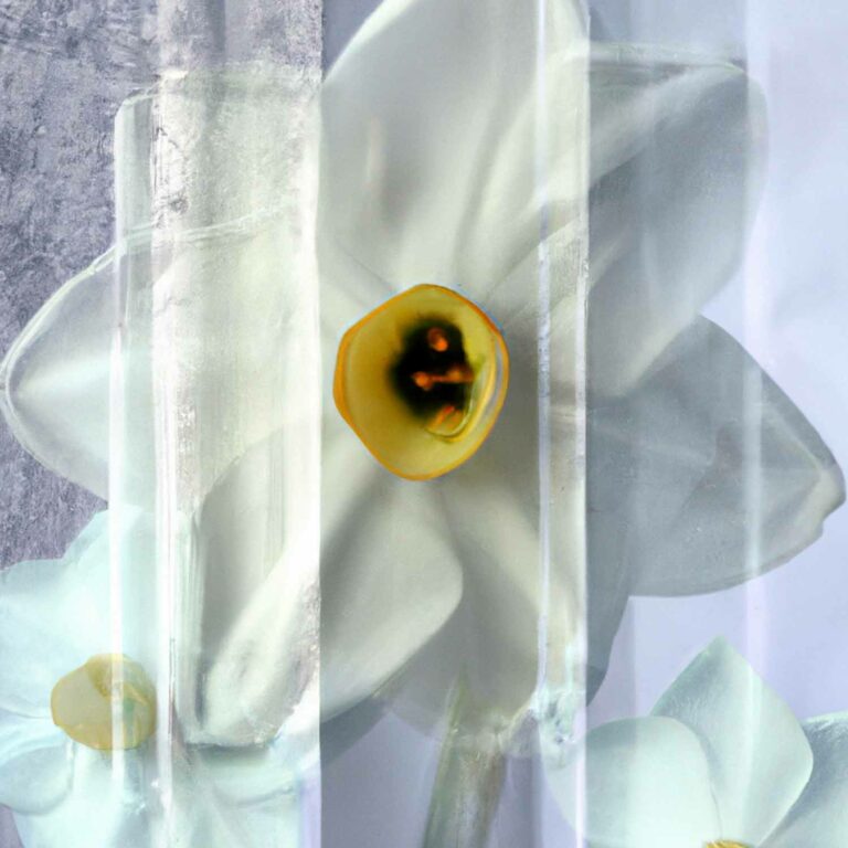 Paperwhite Winter Collage Background 07