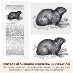 Vintage Groundhog Ephemera Line Art Illustration