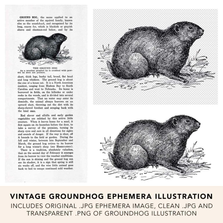 Vintage Groundhog Ephemera and Line Art Illustration