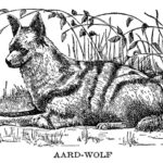 Aard Wolf Web Size