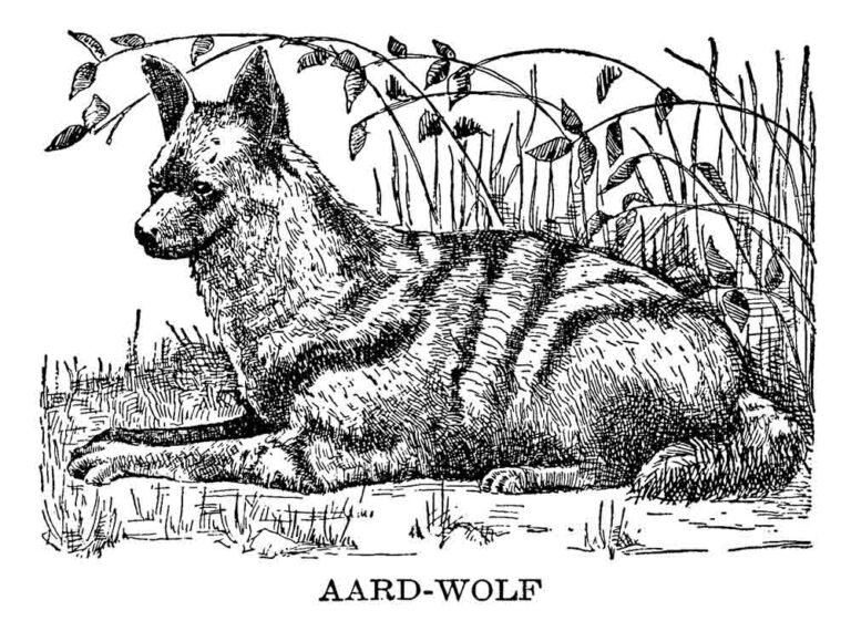 Aard Wolf Illustration