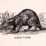 Aardvark Web Size