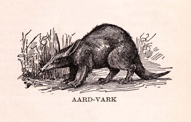 Aardvark Illustration Vintage Ephemera
