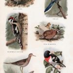 American Birds Vintage Book Page Ephemera Webres