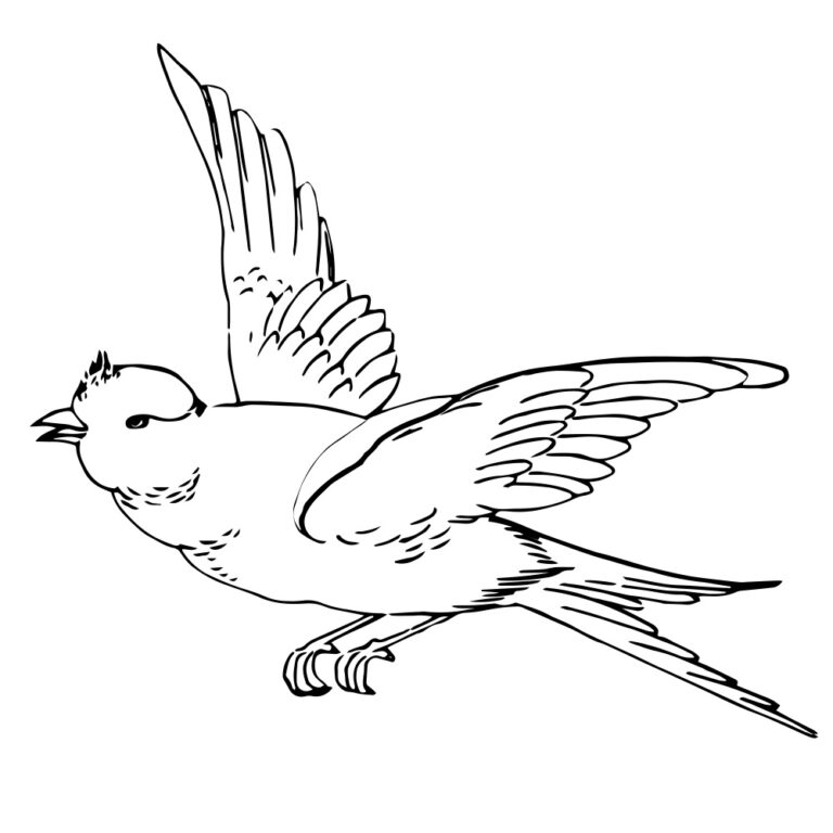 Vintage Bird 03 Coloring Page Embroidery Pattern Design + SVG