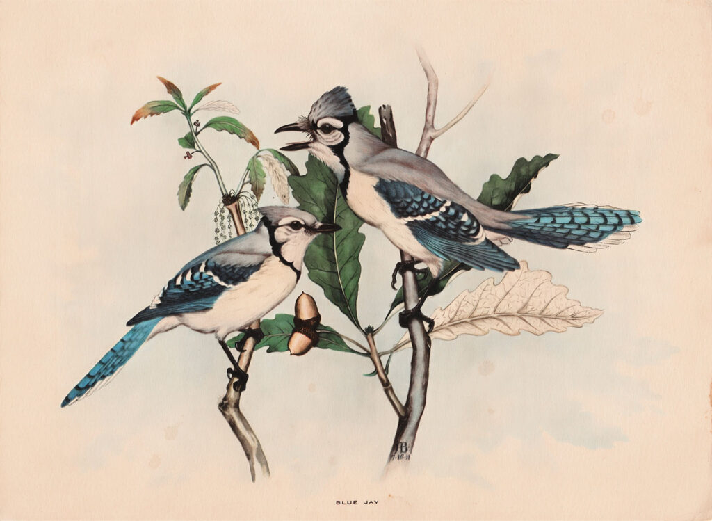 Blue Jay Watercolor Illustration Web