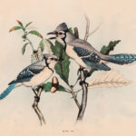 Blue Jay Watercolor Illustration Web