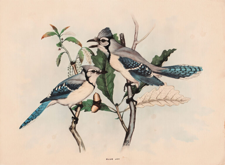 Blue Jay Watercolor Painting by Rex Brasher Vintage Lithograph Image