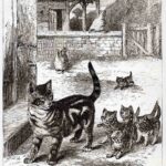 Cat Kittens Surprise Party Web