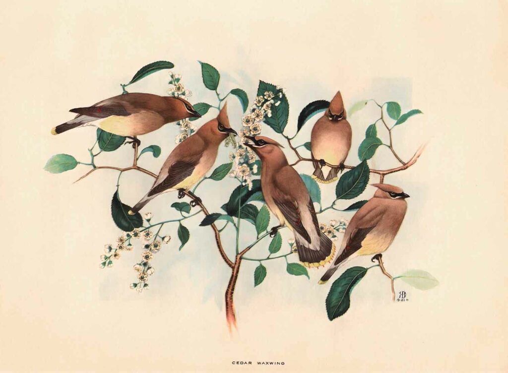 Cedar Waxwing Web