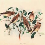 Cedar Waxwing Web
