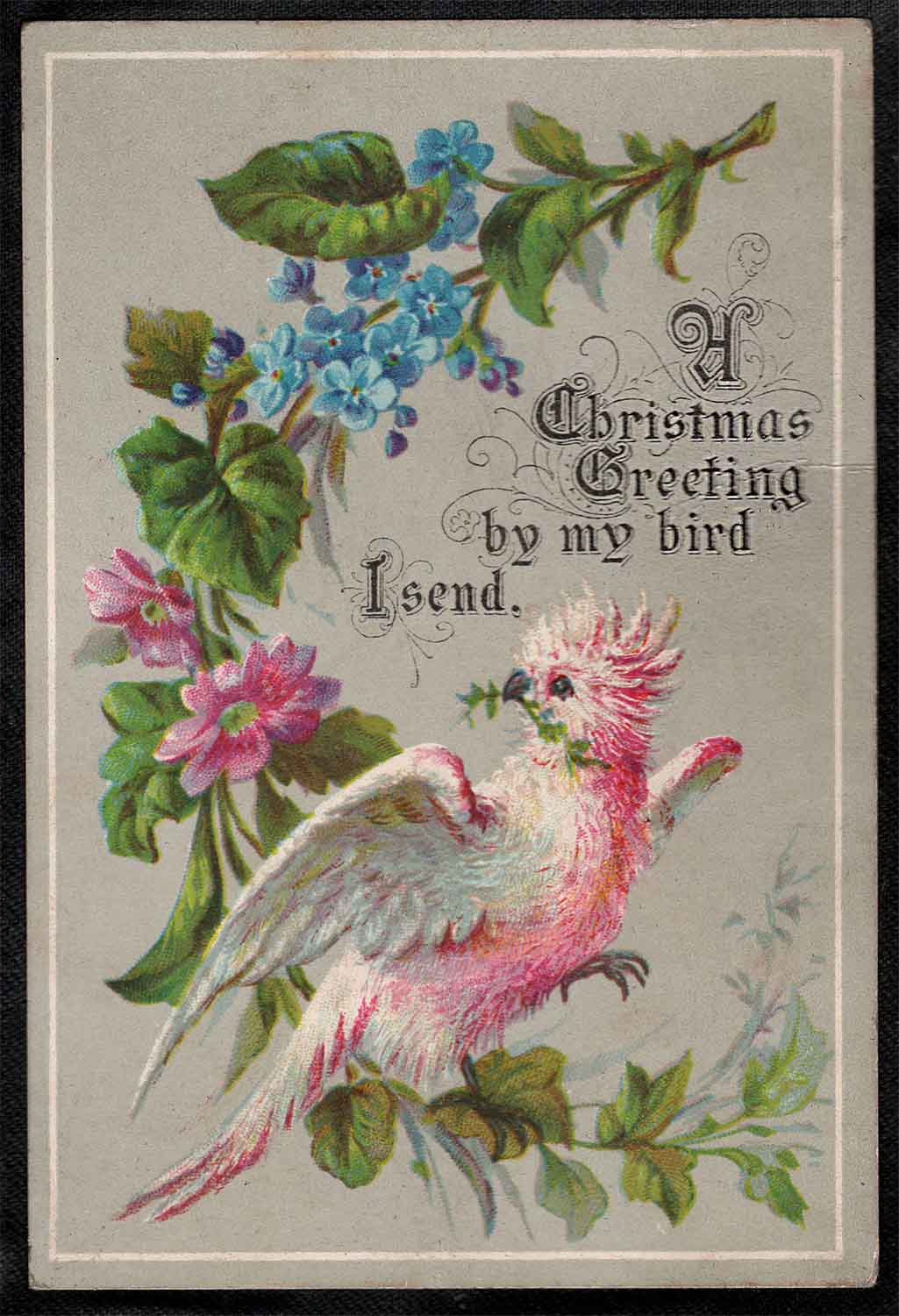 Christmas Greeting Bird Web